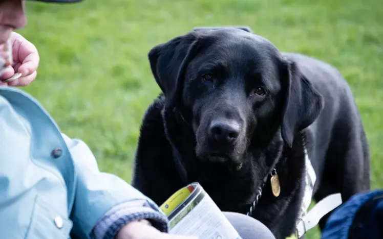 Dog at the races